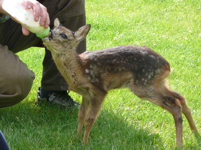 Bild 4 aus  Gutshof Wöbbel