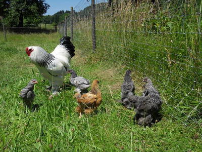 Bild 29 aus  Hubertushof Steidle