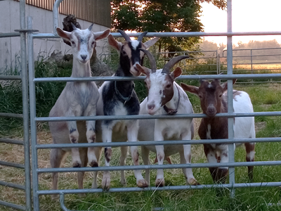 Bild 13 aus  Landhaus Ibs, direkt an der Nordsee