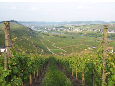 Bild 12 aus  Weingut Steffen-Herzog