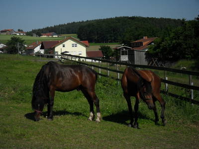 Bild 46 aus  Woferlhof