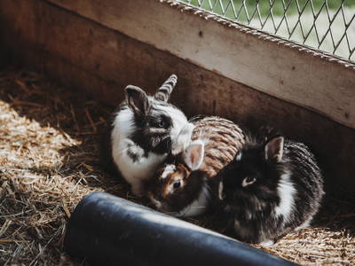 Bild 14 aus  Ferienhof Gut Ummersberg