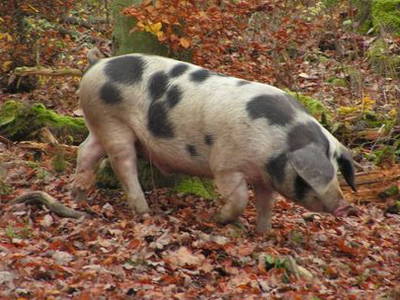 Bild 5 aus  Biolandhof-von Agris