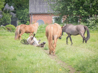 Bild 15 aus  LINDENHOF- BAUERNHOFURLAUB / OSTSEENÄHE