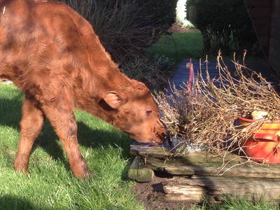 Bild 25 aus  Ferienhof Greggersen