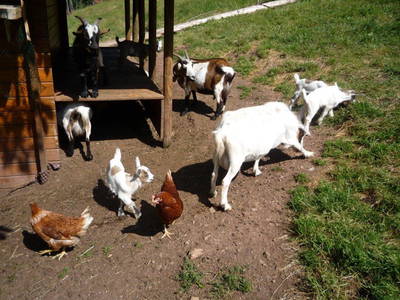 Bild 25 aus  Wellness-Bauernhof Eulersbacher Hof