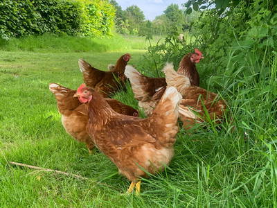 Bild 13 aus  Grünberger Hof