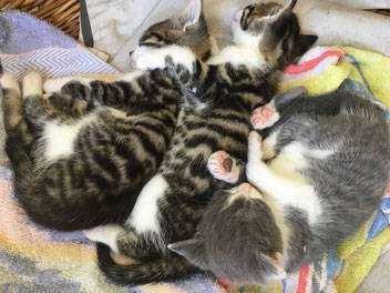 Bild 11 aus  Ferienhof Christmann