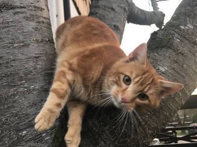 Bild 27 aus  Dürrenhof