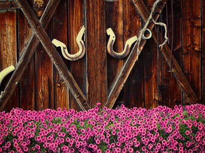 Bild 7 aus  Wastlhof  Urlaub auf dem Bauernhof