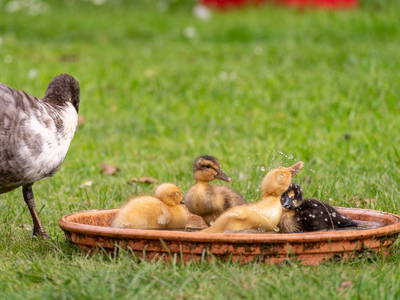 Bild 9 aus  Ferienhof Schnoor