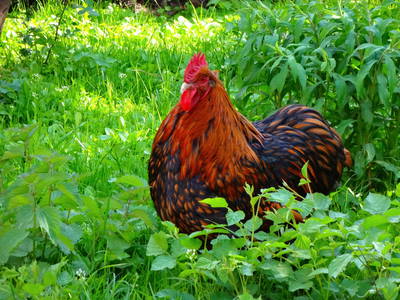 Bild 19 aus  Ferienhof Birnbaum