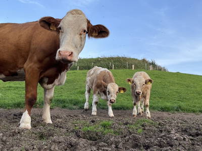 Bild 2 aus  Ferienhof Theede- Urlaub in Ostseenähe