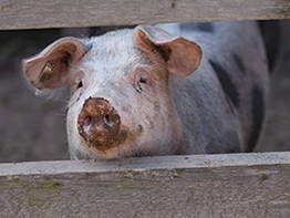 Bild 7 aus  Feriendorf Nehmeier
