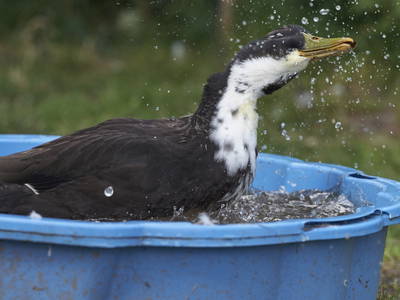 Bild 19 aus  Urlaub am Schoffahanslof im Bayerischen Wald: Natur, Abenteuer & Erholung für die ganze Familie“