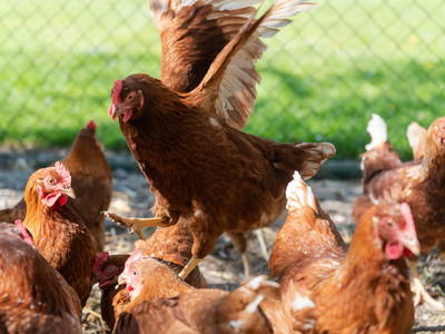 Bild 23 aus  Ferien- und Bauernhof Weiland