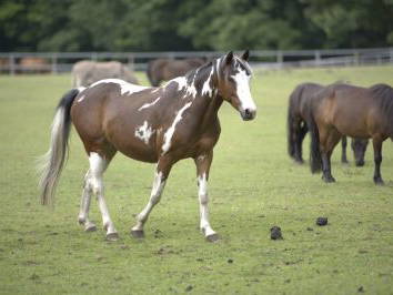 Bild 14 aus  Ferien & Reiterhof Landgut Lischow