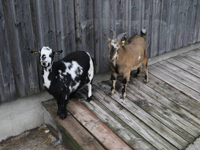 Bild 24 aus  Doasahof