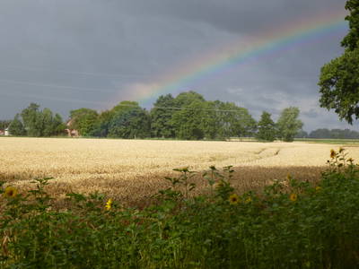 Weizenfeld vor der Ernte