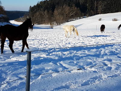 Bild 27 aus  Meuerhof - Familiär. Natürlich. Gut.