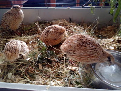 Bild 32 aus  Familienbauernhof Faß