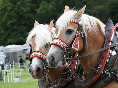 Bild 22 aus  Hotel Gasthof Sieberzmühle