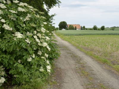 Bild 12 aus  Weichaer Hof