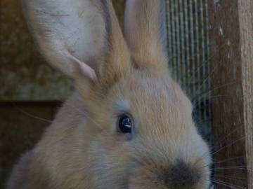 Bild 14 aus  Reiter- und Ferienhof Cohrs