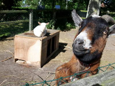 Bild 33 aus  Ferienhof Nielson