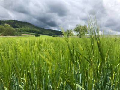 Bild 32 aus  Zum Wolffenturm