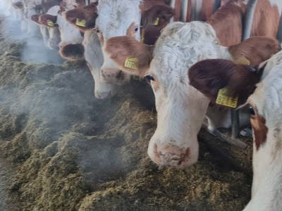 Bild 18 aus  Bauernhof Härtel