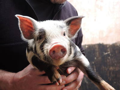 Bild 4 aus  Nutztier-Arche Hof Steindamm