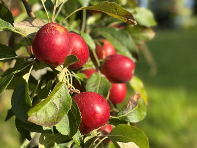 Bild 42 aus  Gut Büchenau  -  Auszeit für Erholungsuchende & Naturliebhaber