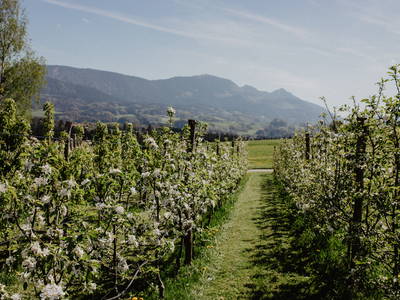 Bild 10 aus  Hainzlmeirhof mit Blick in die Berge