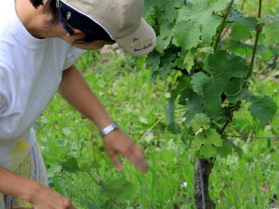 Bild 4 aus  Ferienweingut Becker