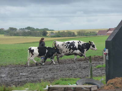 Bild 15 aus  Houdam Farm