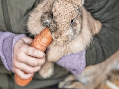 Bild 12 aus  Zillertaler Hofchalets