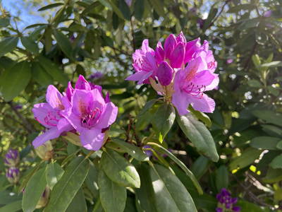 Bild 24 aus  Heverhus