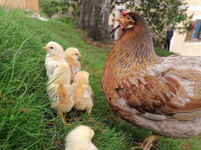 Bild 18 aus  Spörlhof