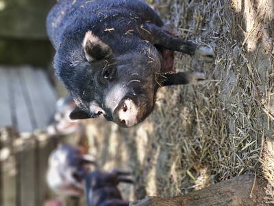 Bild 40 aus  Hinrich's Ostsee Bauernhof