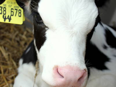 Bild 11 aus  Bernis Ferienhaus