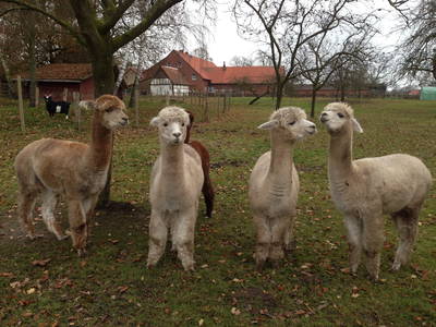 Alpakas mit Ziege im Hintergrund