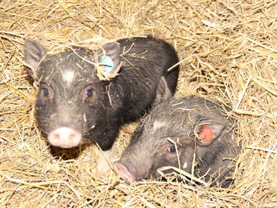 Bild 5 aus  Hof Muhs