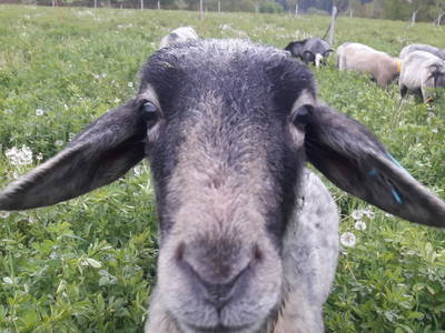 Alpines Steinschaf auf der Weide bei der Streuobstwiese