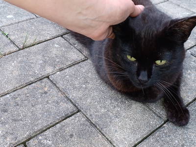 Bild 37 aus  Ferienhof Nordorfer Grashaus