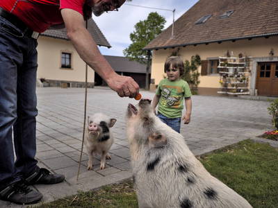 Bild 52 aus  Urlaub am Regen - Biobauernhof Dirnberger