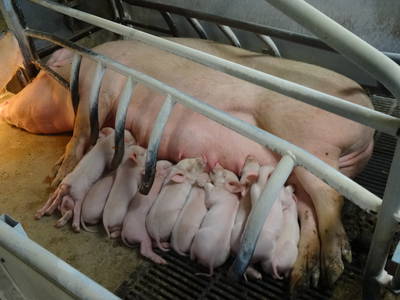 Bild 25 aus  Vejstrupgaard