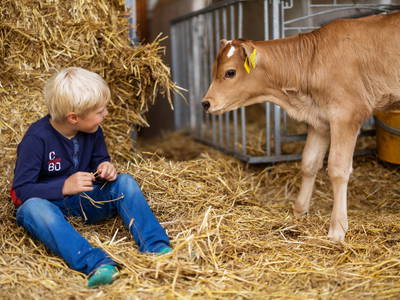 Bild 4 aus  Hof Keppel, der stromlose Urlaub