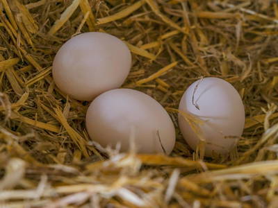 Bild 21 aus  Lohner-Hof