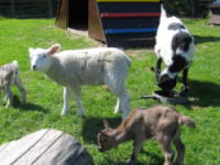 Bild 18 aus  Ferienhof Andresen Nordsee